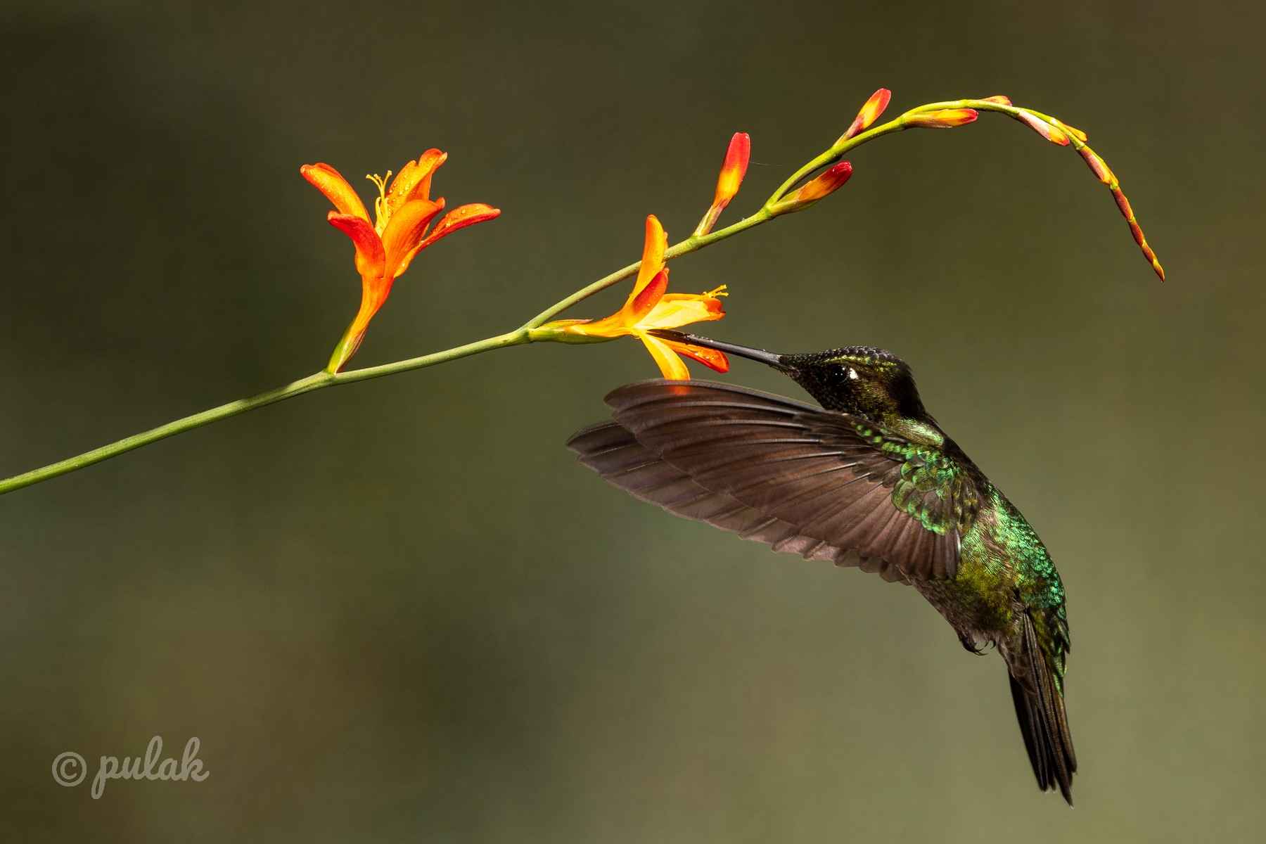 Hummingbird